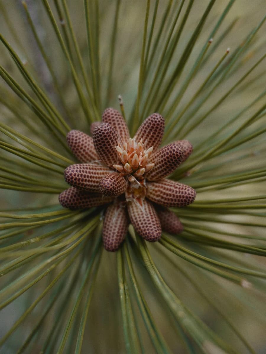 Macro de amento masculino de Pinus sylvestris cargado de polen