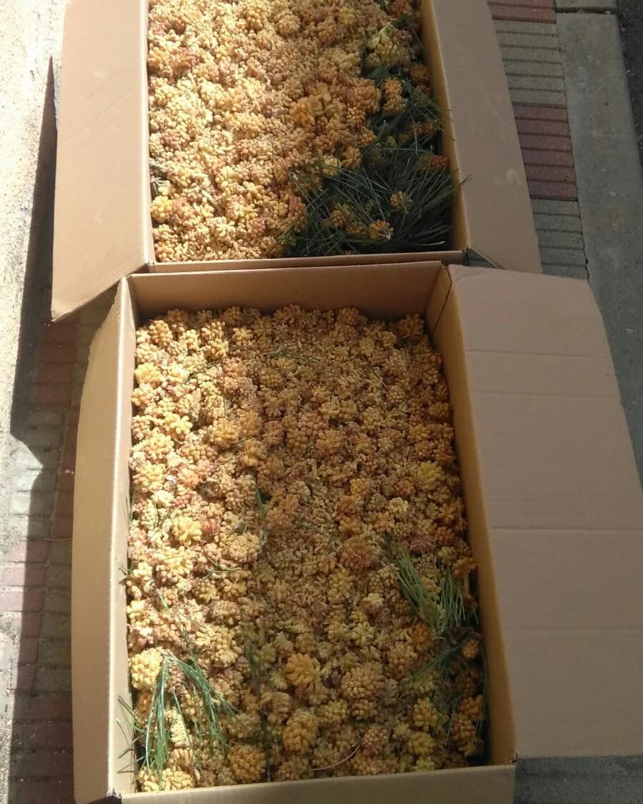 Recolección artesanal de polen de Pinus sylvestris