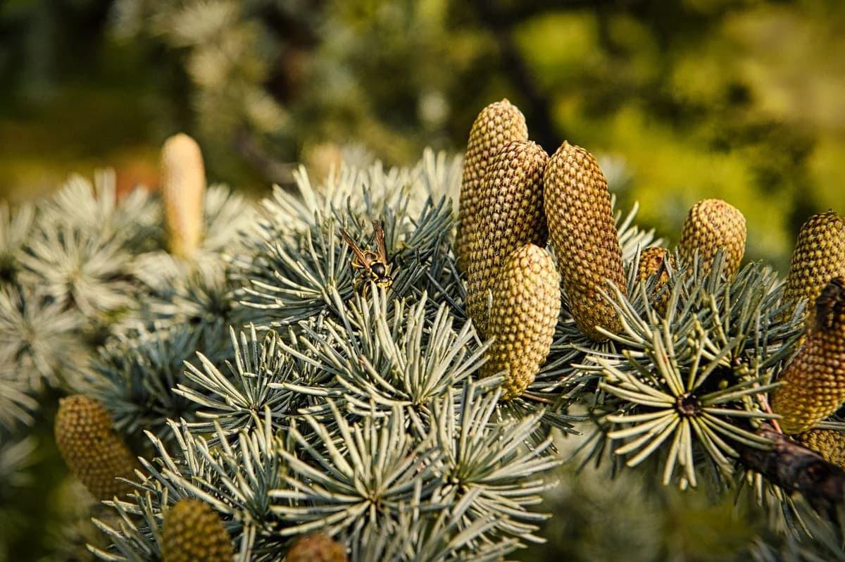 Piñas masculinas de Pinus sylvestris cargadas de polen amarillo