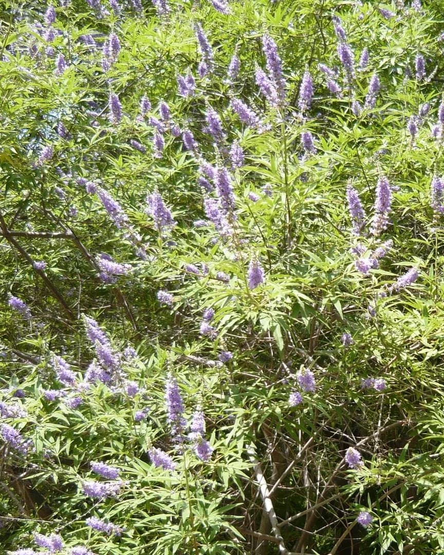 Espigas florales de Vitex agnus-castus en la planta