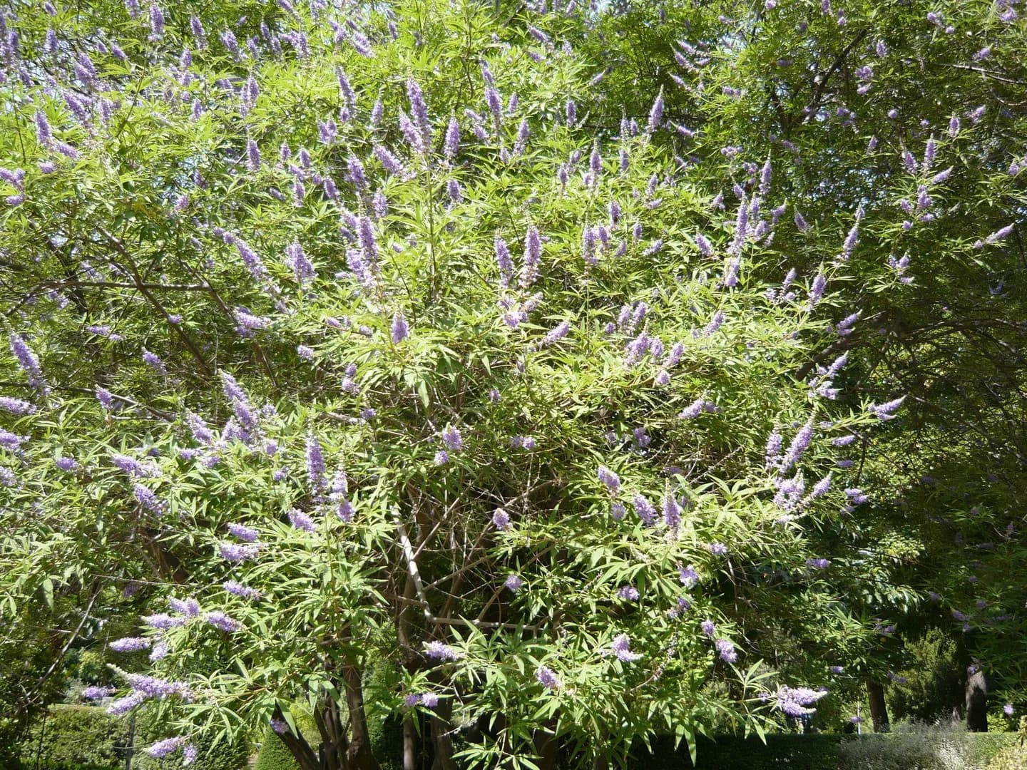Arbusto de Vitex agnus-castus en flor, con sus espigas lilas